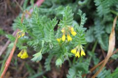 Ornithopus compressus_Jordi Puyuelo