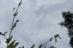 Ornithopus compressus_Josep Lluis Berdonces CC BY-NC