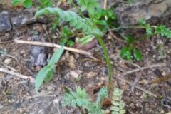 Ornithopus compressus_Merce Vallicrosa CC BY-NC