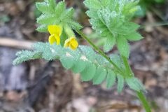 Ornithopus compressus_Merce Vallicrosa CC BY-NC