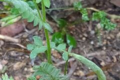 Ornithopus compressus_Merce Vallicrosa CC BY-NC