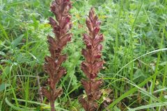 Orobanche gracilis_Roger Vila CC BY-NC