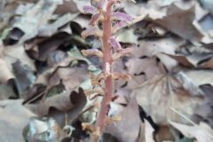 Orobanche hederae_Merce Vallicrosa CC BY-NC