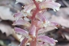 Orobanche hederae_Merce Vallicrosa CC BY-NC