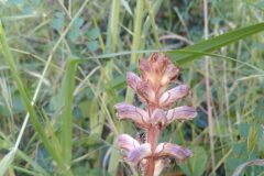 Orobanche minor_Josep Gesti CC BY-SA