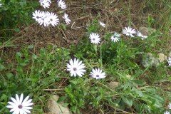 Osteospermum ecklonis_Pere Barnola_CC BY-SA