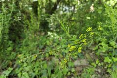 Osyris alba_Katarzyna Zarnowiec CC BY-SA