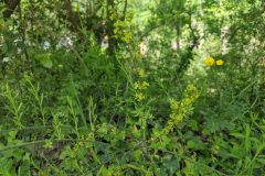 Osyris alba_Katarzyna Zarnowiec CC BY-SA