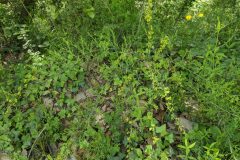 Osyris alba_Katarzyna Zarnowiec CC BY-SA