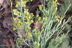 Osyris alba_Merce Vallicrosa CC BY-NC