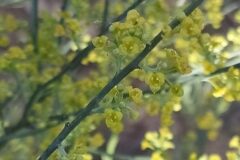 Osyris alba_Merce Vallicrosa CC BY-NC