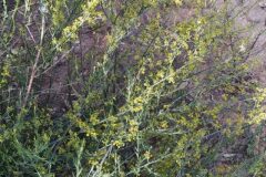 Osyris alba_Merce Vallicrosa CC BY-NC