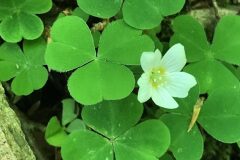 Oxalis acetosella acetosella_Gemma Pascual CC BY-NC