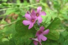 Oxalis articulata_Jordi Puyuelo