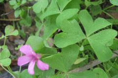 Oxalis articulata_Jordi Puyuelo