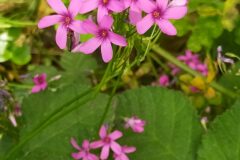 Oxalis articulata_Merce Vallicrosa CC BY-NC