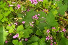 Oxalis articulata_Merce Vallicrosa CC BY-NC