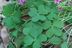 Oxalis articulata_Merce Vallicrosa CC BY-NC