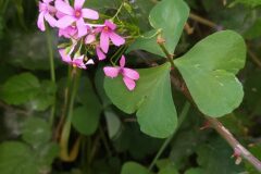 Oxalis articulata_Merce Vallicrosa CC BY-NC