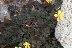 Oxalis corniculata_Jordi Puyuelo