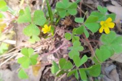 Oxalis corniculata_Merce Vallicrosa CC BY-NC