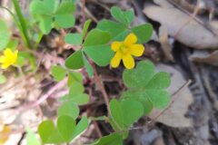 Oxalis corniculata_Merce Vallicrosa CC BY-NC