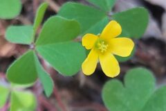 Oxalis corniculata_Merce Vallicrosa CC BY-NC