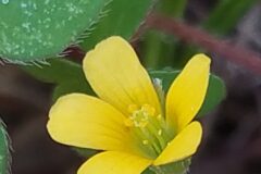 Oxalis corniculata_Merce Vallicrosa CC BY-NC