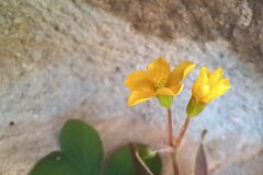 Oxalis corniculata_Neus Julia CC BY-SA