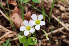 Oxalis debilis_Joaquim Reberte CC BY-NC