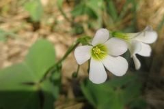 Oxalis debilis_Pep Alboquers