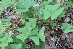 Oxalis latifolia_Begona Travy CC BY-NC