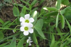 Oxalis latifolia_Jordi Puyuelo