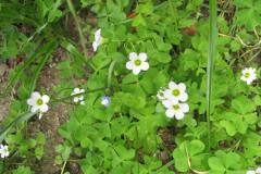 Oxalis latifolia_Jordi Puyuelo