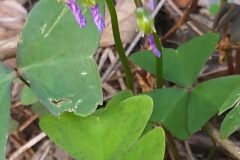 Oxalis latifolia_Merce Vallicrosa CC BY-NC