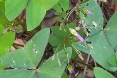 Oxalis latifolia_Merce Vallicrosa CC BY-NC