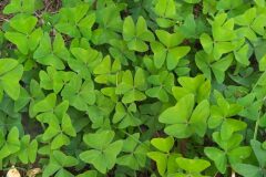 Oxalis latifolia_Merce Vallicrosa CC BY-NC