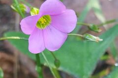 Oxalis latifolia_Merce Vallicrosa CC BY-NC