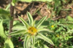 Pallenis spinosa spinosa_Joanjo Garcia CC BY-NC