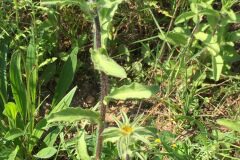 Pallenis spinosa spinosa_Joanjo Garcia CC BY-NC