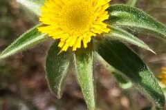 Pallenis spinosa spinosa_Merce Vallicrosa CC BY-NC