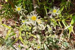 Pallenis spinosa spinosa_Merce Vallicrosa CC BY-NC