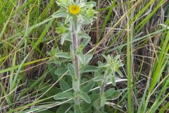 Pallenis spinosa spinosa_Merce Vallicrosa CC BY-NC