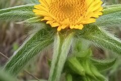 Pallenis spinosa spinosa_Neus Julia CC BY-SA