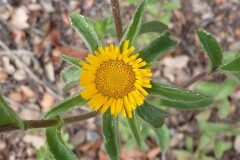 Pallenis spinosa spinosa_Neus Julia 