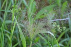 Panicum capillare_Francisco Aguayo CC BY-NC