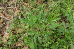 Papaver dubium dubium_Katarzyna Zarnowiec CC BY-SA