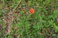 Papaver dubium dubium_Katarzyna Zarnowiec CC BY-SA