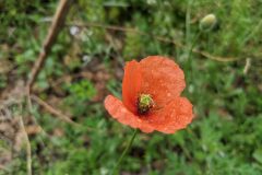 Papaver dubium dubium_Katarzyna Zarnowiec CC BY-SA