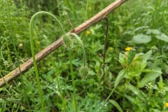 Papaver dubium dubium_Katarzyna Zarnowiec CC BY-SA